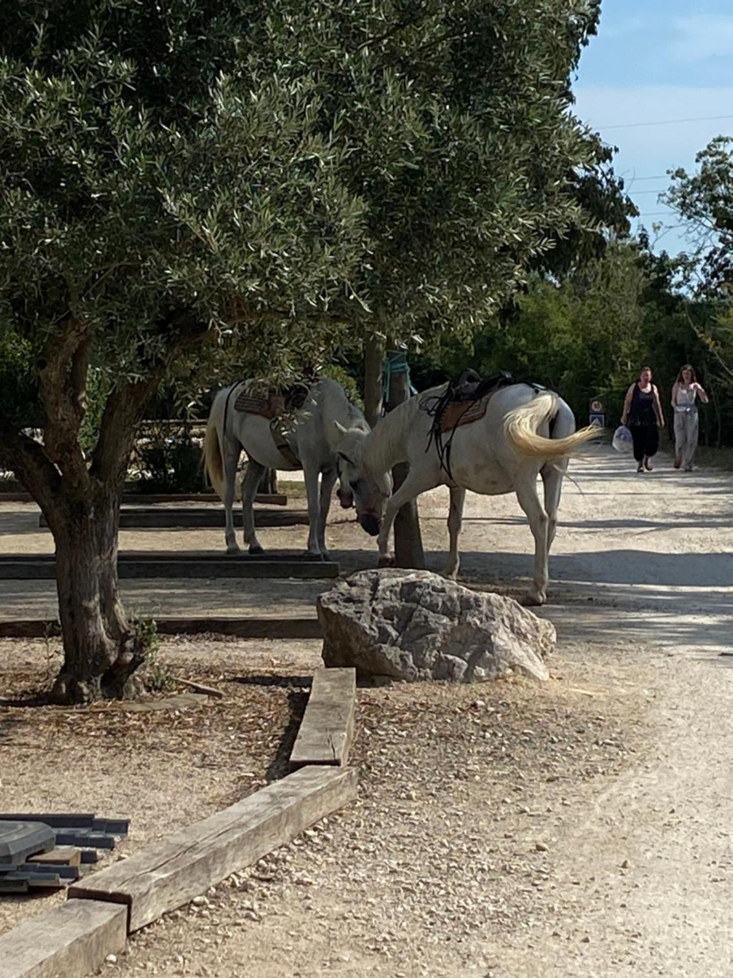 L' Arlesienne Campeggio Arles